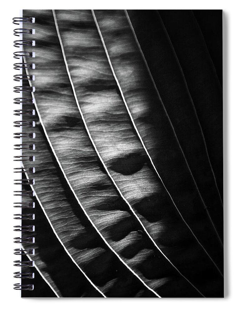Hosta Spiral Notebook featuring the photograph Hosta Abstract by David Pratt