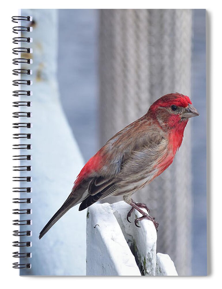 Finch Spiral Notebook featuring the photograph House Finch on the U.S.S. Wisconsin by Nicole Lloyd