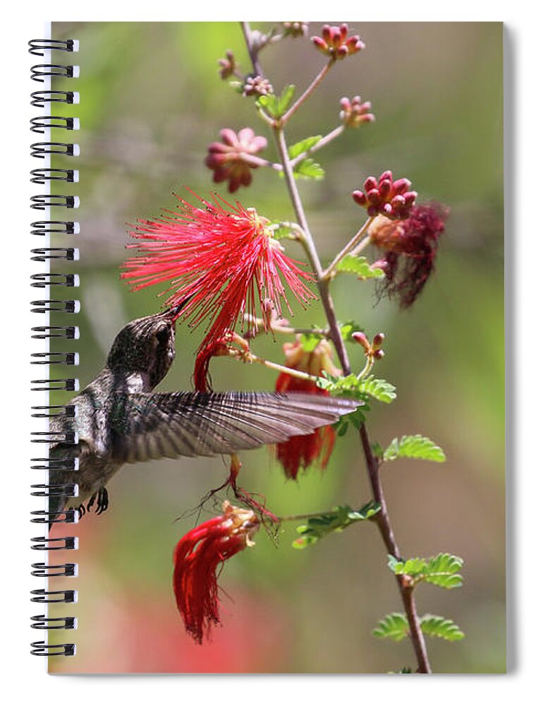 Arizona Spiral Notebook featuring the photograph Hummingbird and Fairy Duster 3 by Dawn Richards