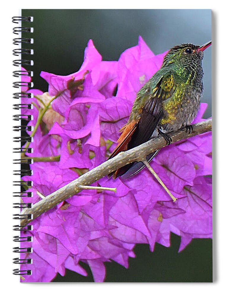 Hummingbird Spiral Notebook featuring the photograph Hummingbird by Bougainvillea by Alan Lenk