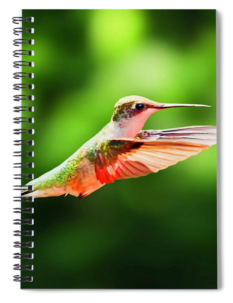 Female Ruby Throat Spiral Notebook featuring the photograph Hummingbird Flying by Meta Gatschenberger