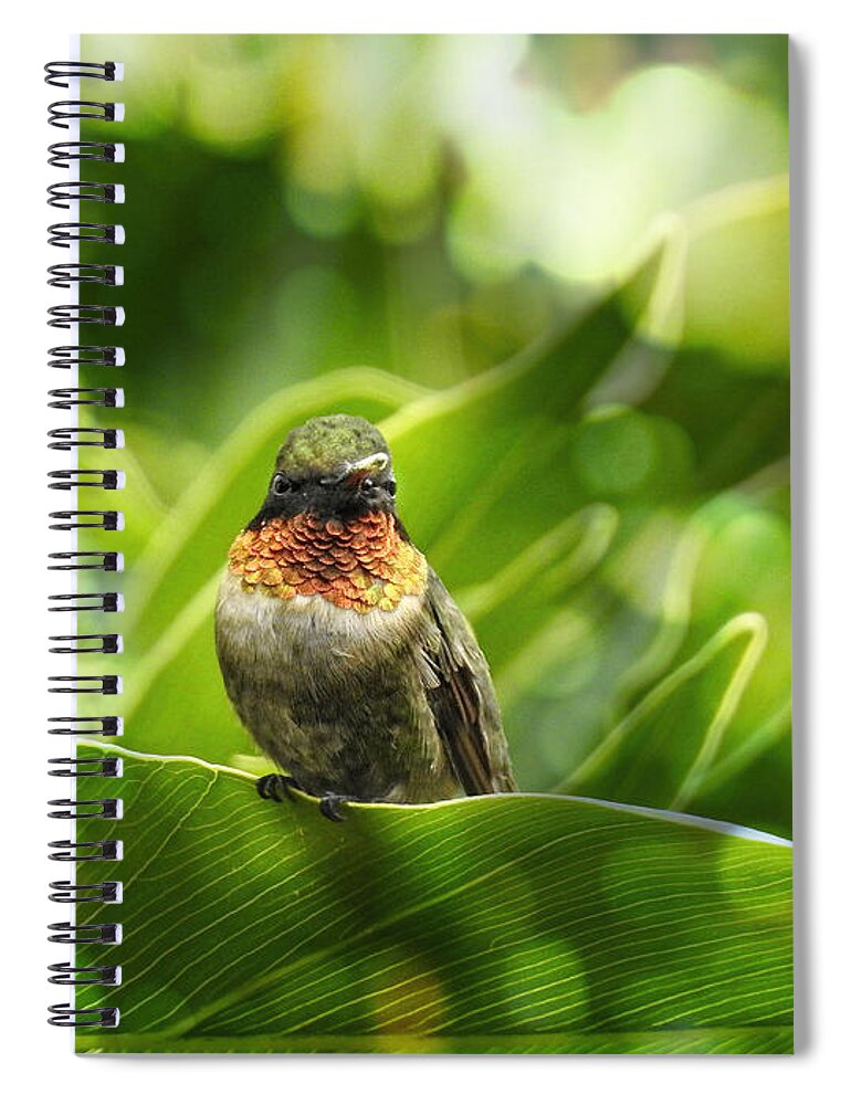 Hummingbirds Spiral Notebook featuring the photograph Hummingbird Portrait by Ella Kaye Dickey