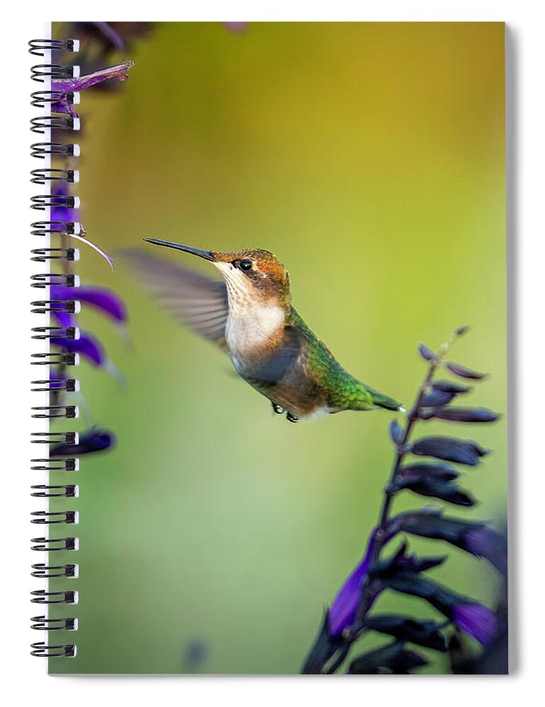 Hummingbird Spiral Notebook featuring the photograph Hummingbird with Purple 2 by Bill Frische