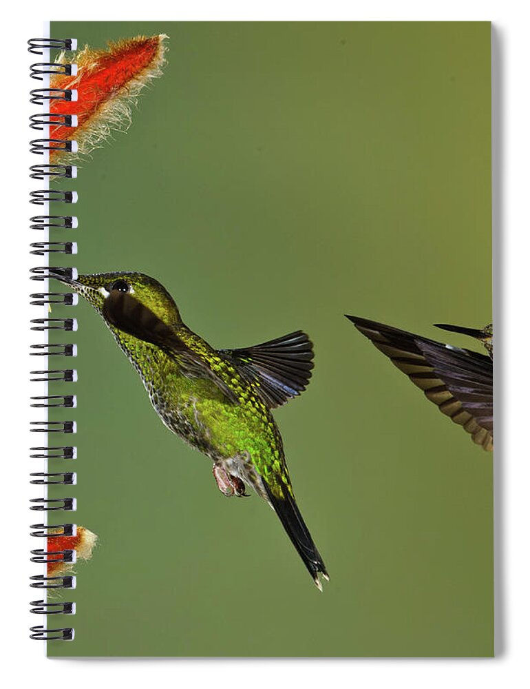 Animal Themes Spiral Notebook featuring the photograph Hummingbirds At Flower by Myer Bornstein - Photo Bee 1