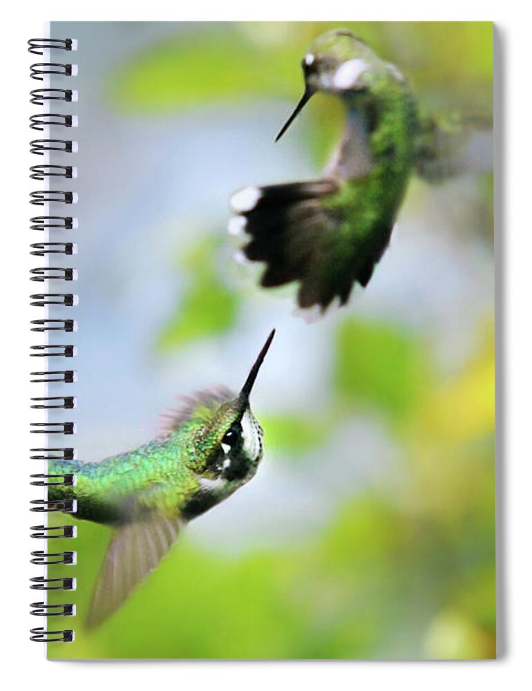 Hummingbirds Spiral Notebook featuring the photograph Hummingbirds Ensuing Battle by Christina Rollo