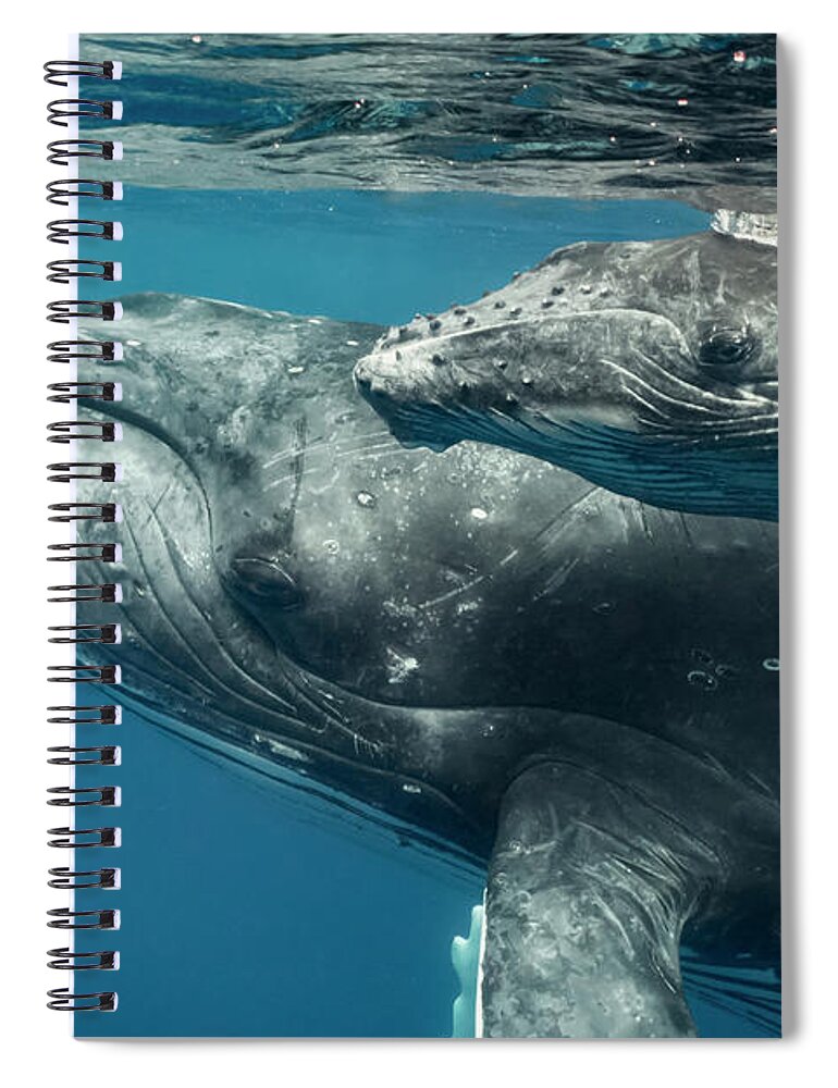 Animal Spiral Notebook featuring the photograph Humpback Whale And Calf Up Close by Tui De Roy