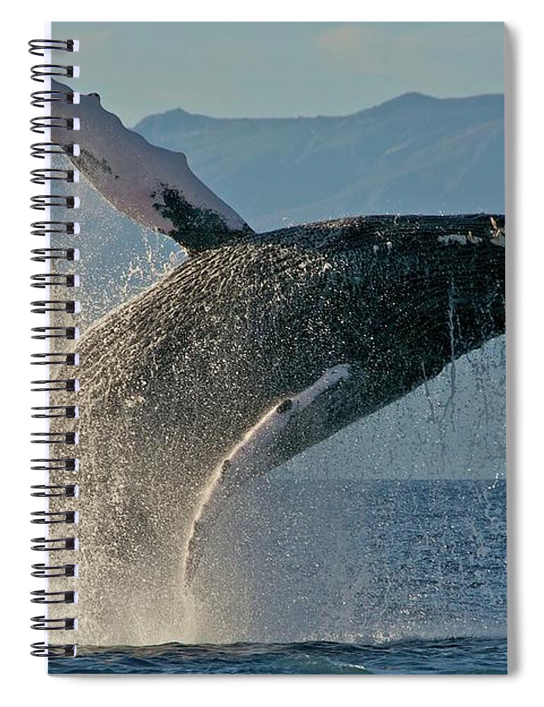 Lahaina Spiral Notebook featuring the photograph Humpback Whale Breach 2009-01-31 At by Share Your Experiences