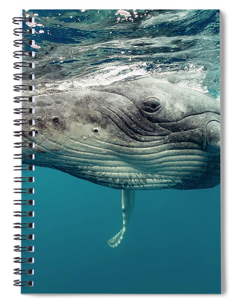 Animals Spiral Notebook featuring the photograph Humpback Whale Calf Up Close by Tui De Roy
