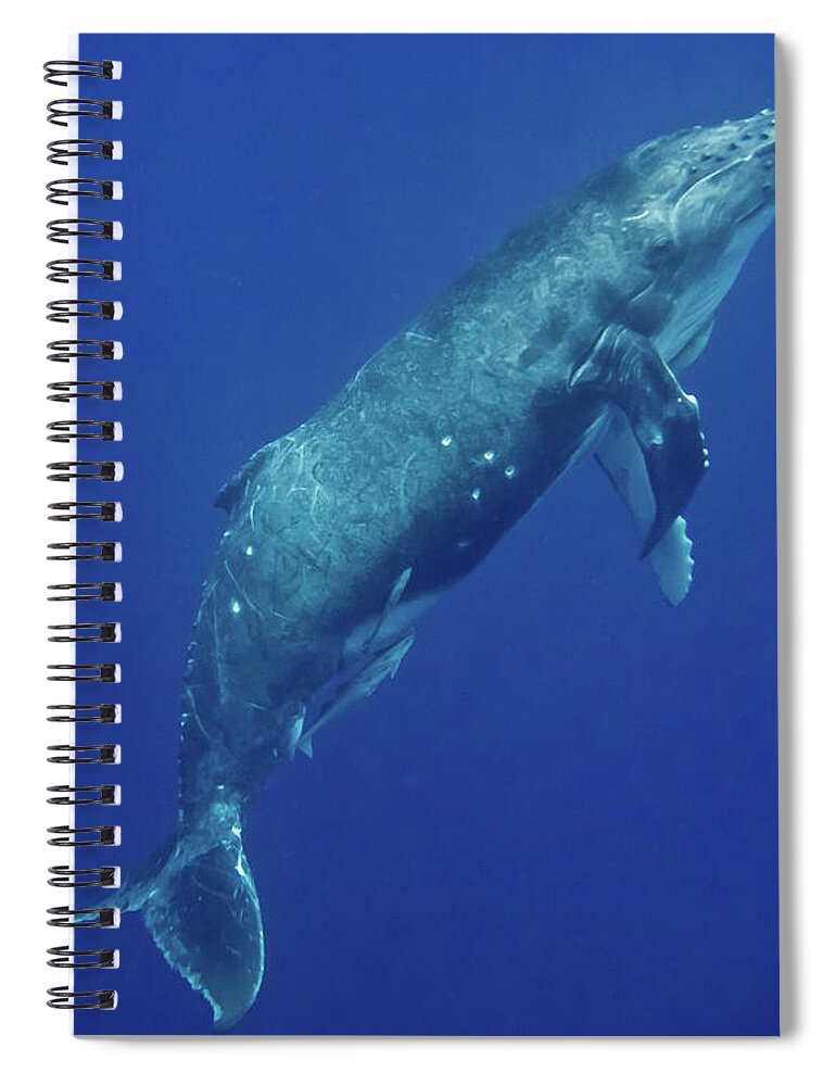 Underwater Spiral Notebook featuring the photograph Humpback Whale Megaptera Novaeangliae by Toby C.