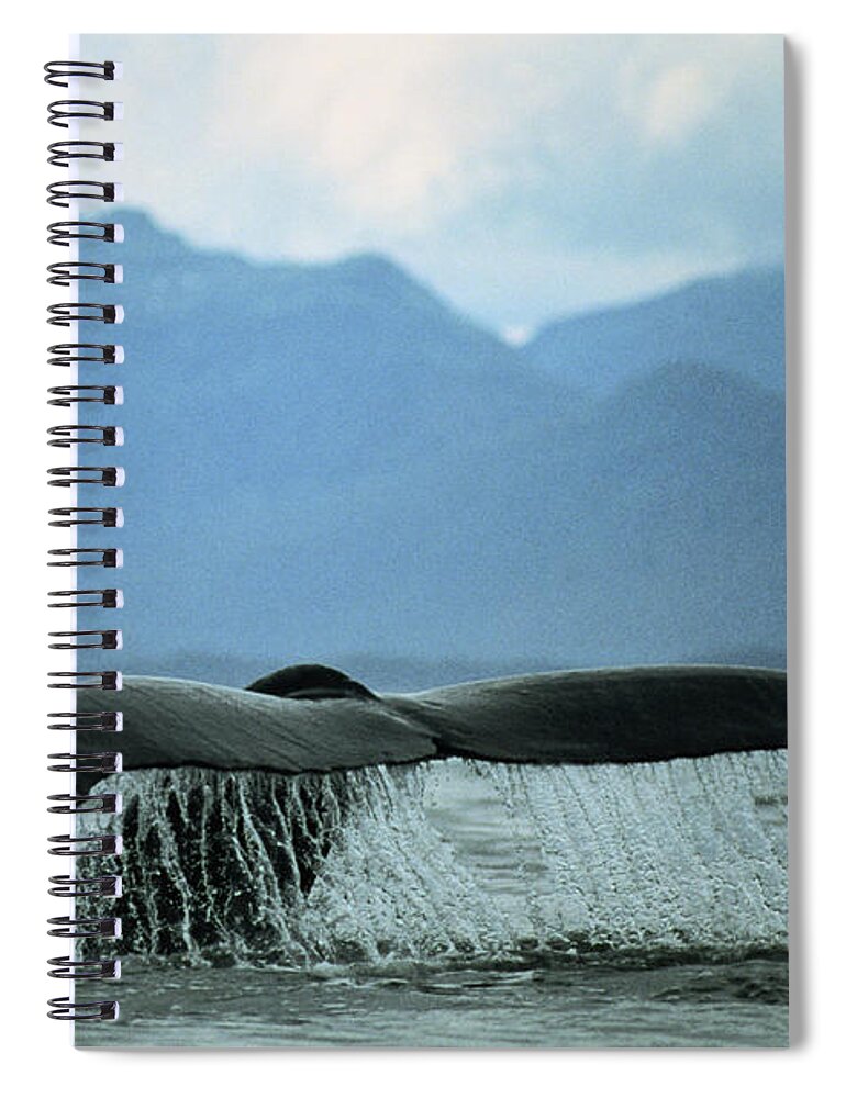 Diving Into Water Spiral Notebook featuring the photograph Humpback Whale Sounding by James Gritz