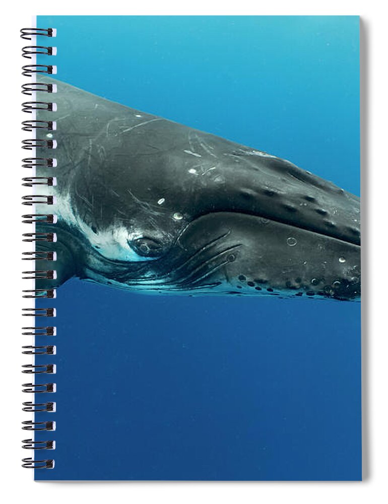 Animals Spiral Notebook featuring the photograph Humpback Whale, Vavau, Tonga by Tui De Roy