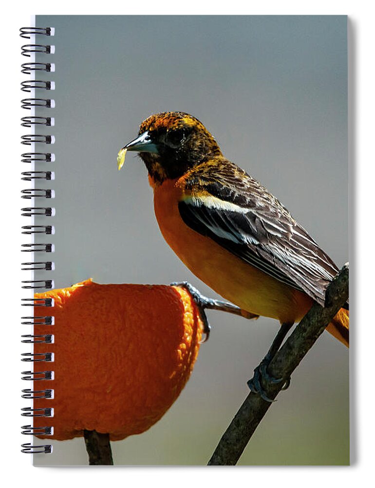 Bird Spiral Notebook featuring the photograph Hungry Oriole by Cathy Kovarik