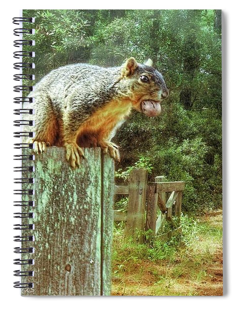 Squirrel Spiral Notebook featuring the photograph Hungry Squirrel by Bonnie Willis