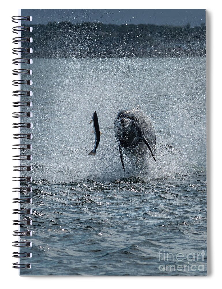 Dolphin Spiral Notebook featuring the photograph Hunting Bottlenose Dolphin by Andreas Berthold
