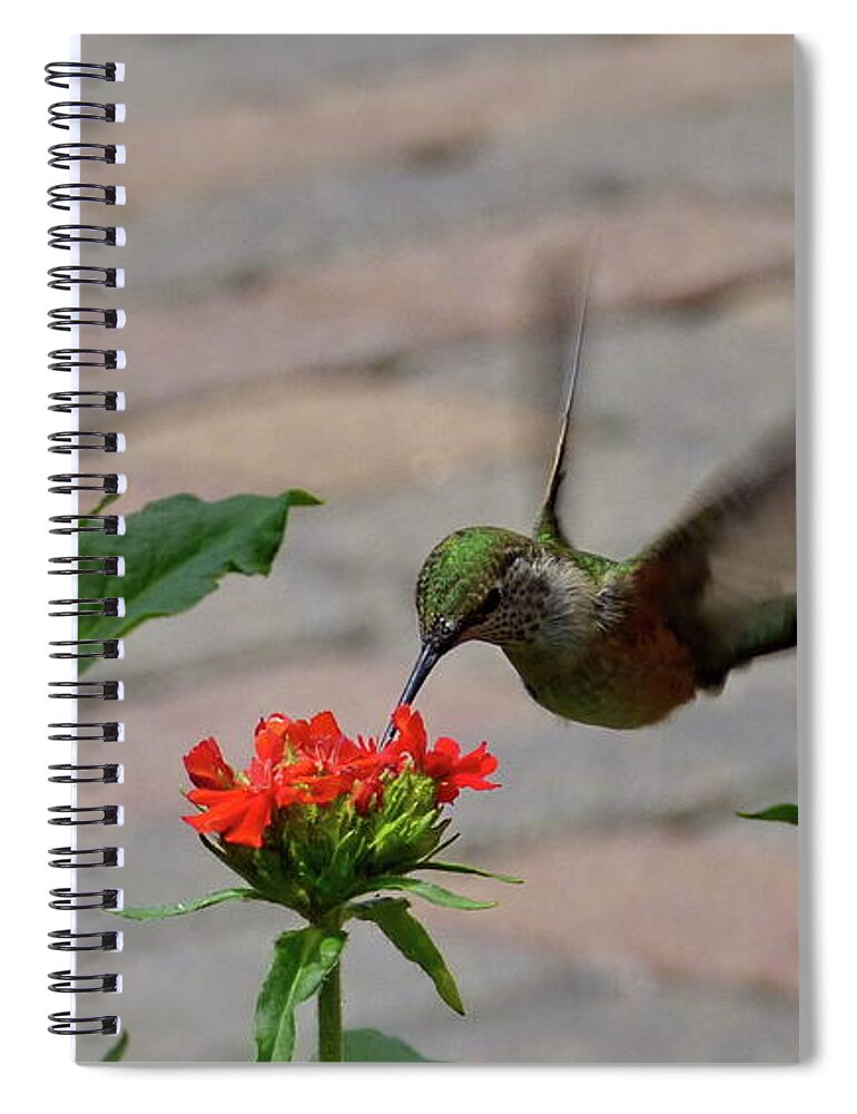 The Ruby-throated Hummingbird Spiral Notebook featuring the photograph Hunting by Lyuba Filatova