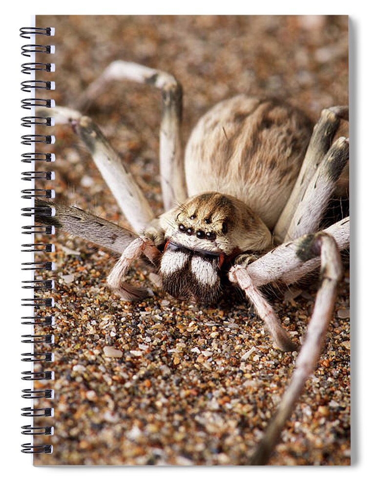 Disk1250 Spiral Notebook featuring the photograph Huntsman Spider by James Christensen