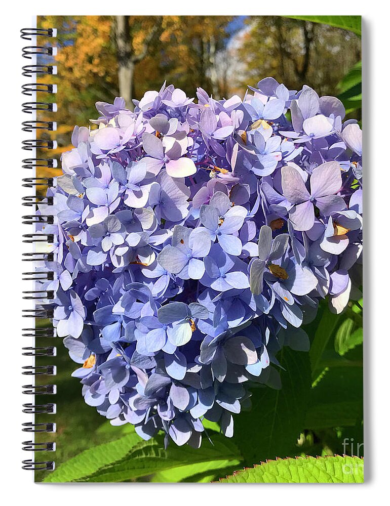 Hydrangea Spiral Notebook featuring the photograph Hydrangea 7 by Amy E Fraser