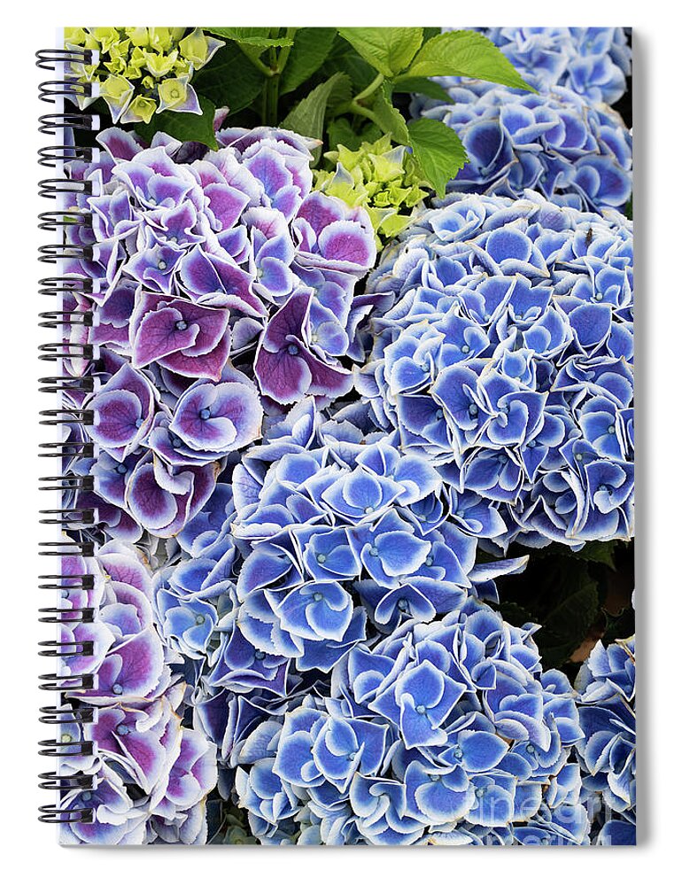 Hydrangea Macrophylla Tivoli Blue Spiral Notebook featuring the photograph Hydrangea Tivoli Blue Flowers by Tim Gainey