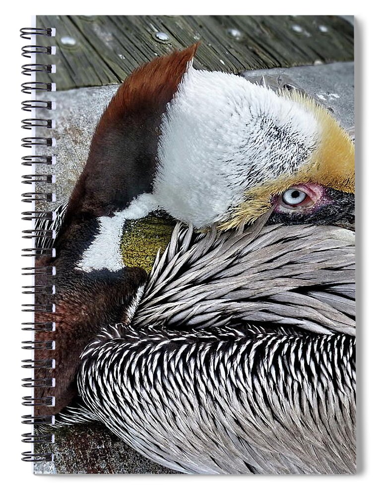 Brown Pelican Spiral Notebook featuring the photograph I am not Sleeping by Lyuba Filatova
