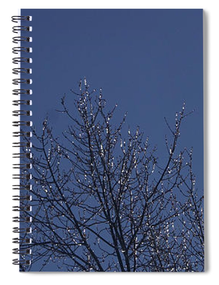 Nature Spiral Notebook featuring the photograph Ice Tree by Robert E Alter Reflections of Infinity