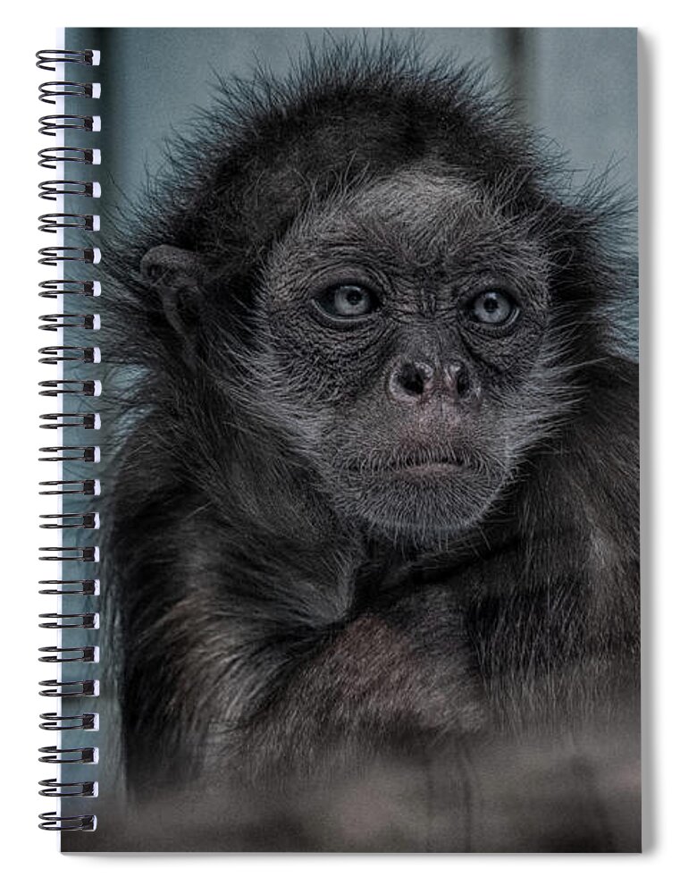 Animal Spiral Notebook featuring the photograph If You're Feeling Sinister by Rabiri Us