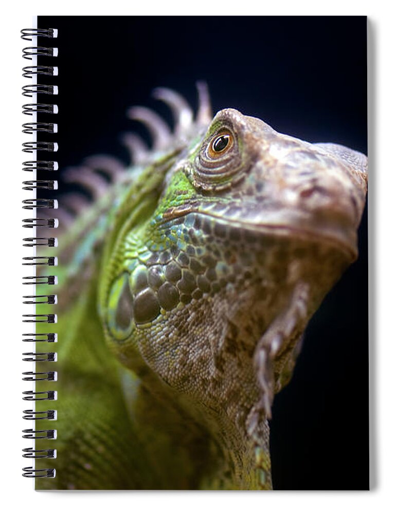 Animal Themes Spiral Notebook featuring the photograph Iguana Joven Young Iguana by Manuel M. Almeida
