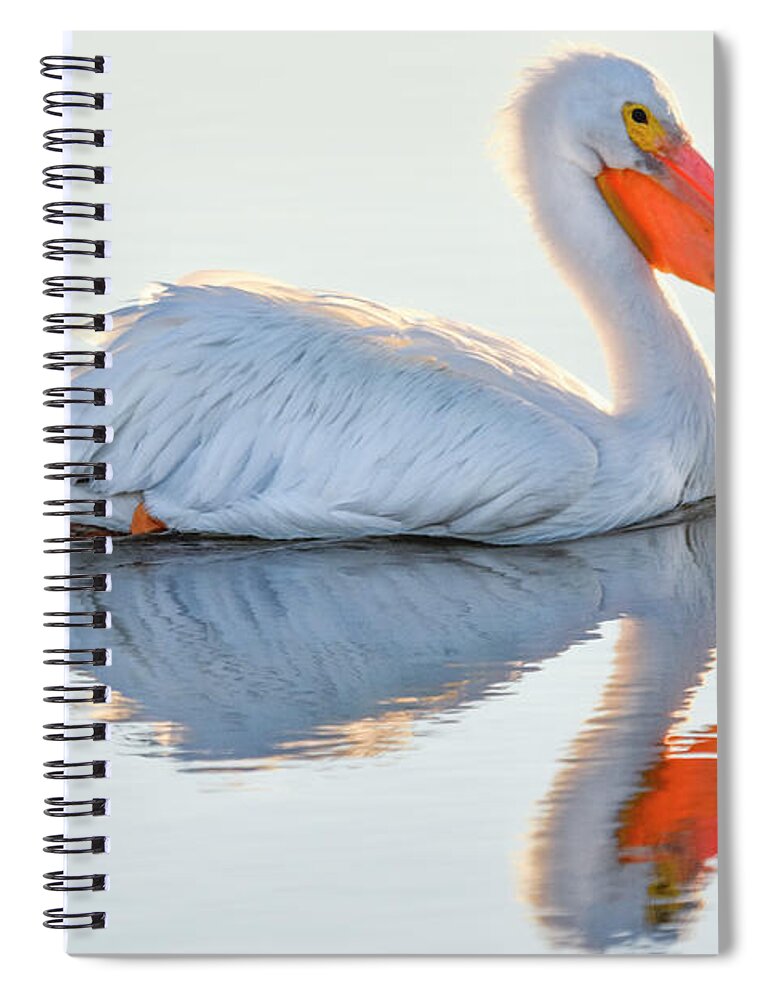 White Pelican Spiral Notebook featuring the photograph Illuminated Reflections by Christopher Rice