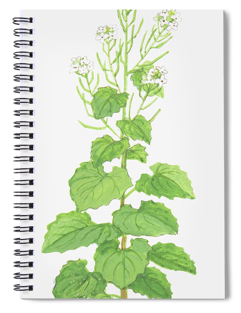 Watercolor Painting Spiral Notebook featuring the digital art Illustration Of Alliaria Petiolata by Ann Winterbotham
