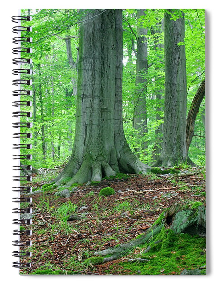 Beech Tree Spiral Notebook featuring the photograph In The Forest by Avtg