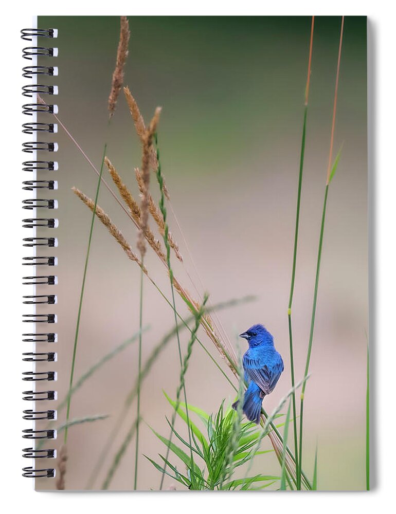 Indigo Bunting Spiral Notebook featuring the photograph Indigo Bunting 2019 by Bill Wakeley