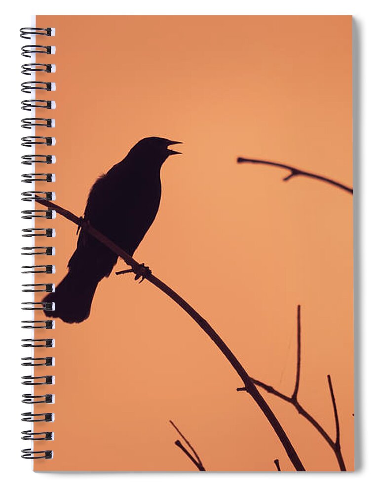 Silhouette Bird Birding Infrared 720nm Ir Wildlife Wild-life Wild Life Outside Outdoors Nature Brian Hale Brianhalephoto Redwing Blackbird Spiral Notebook featuring the photograph Infrared Silhoutte by Brian Hale
