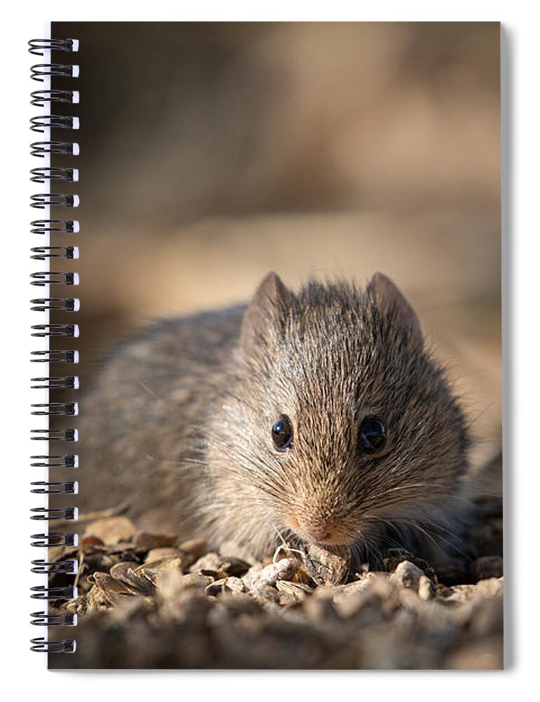 Rat Spiral Notebook featuring the photograph Inquisitive Wood Rat by Lisa Manifold