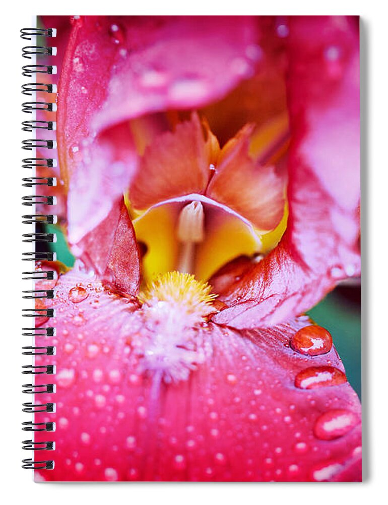 Iris Spiral Notebook featuring the photograph Iris Burgandy After the Rain by Sherry Hallemeier
