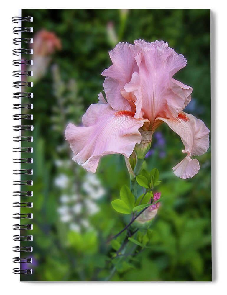 Pink Spiral Notebook featuring the photograph Iris, c. 'Magical Encounter' by Mark Mille