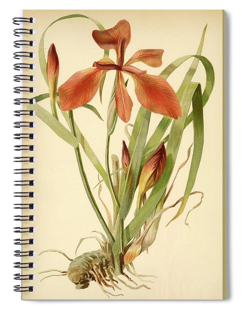 Iris Spiral Notebook featuring the mixed media Iris Cuprea Copper Iris. by Unknown