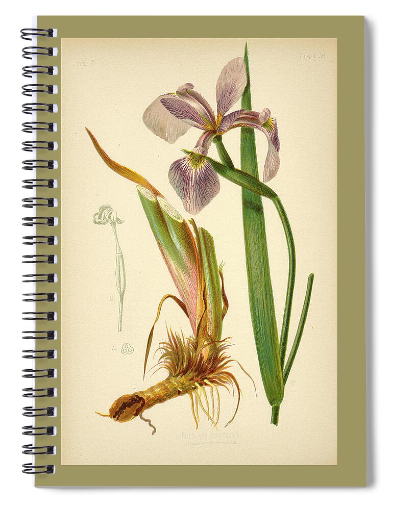 Iris Spiral Notebook featuring the mixed media Iris Versicolor Blue Flag by L Prang