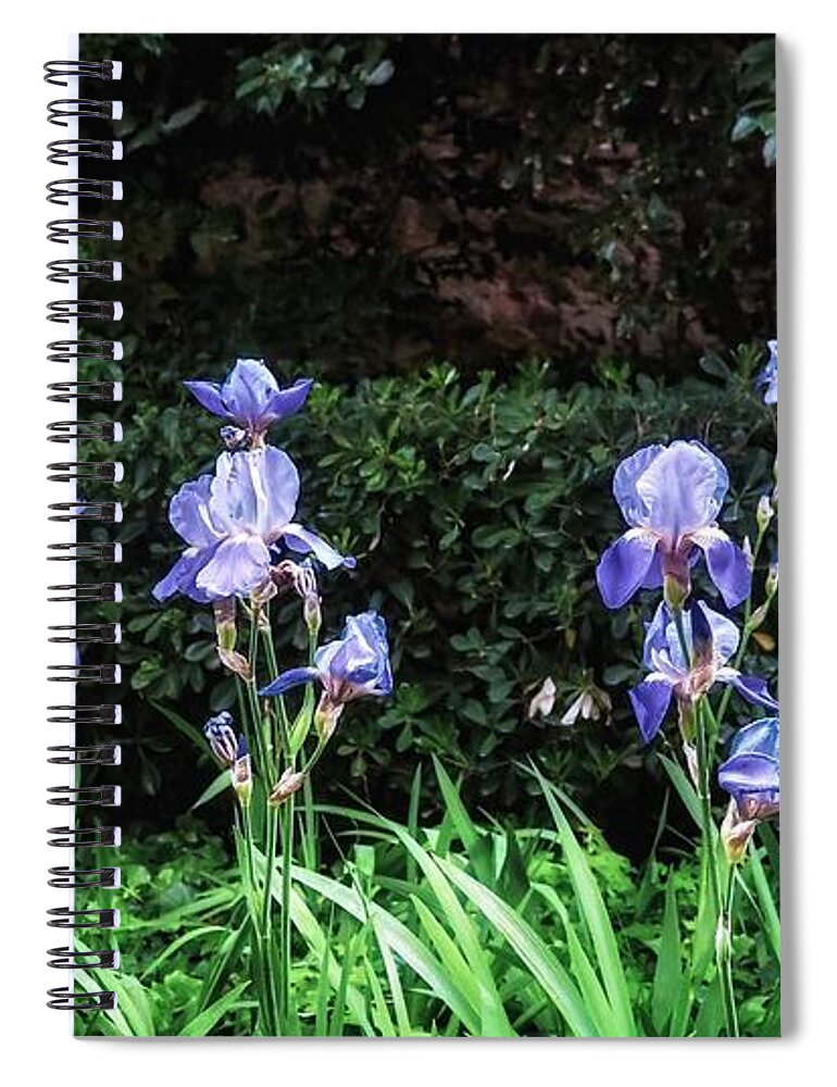 Iris Spiral Notebook featuring the photograph Irises of Montserrat by Mary Capriole