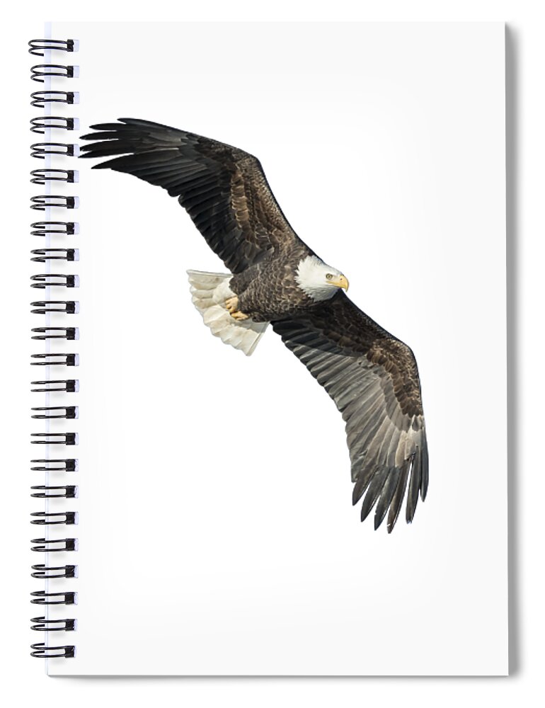 Bald Eagle Spiral Notebook featuring the photograph Isolated Bald Eagle 2018-4 by Thomas Young