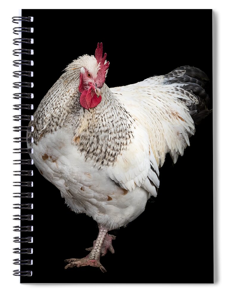 Isolated Chuck Spiral Notebook featuring the photograph Isolated Chicken by Jean Noren