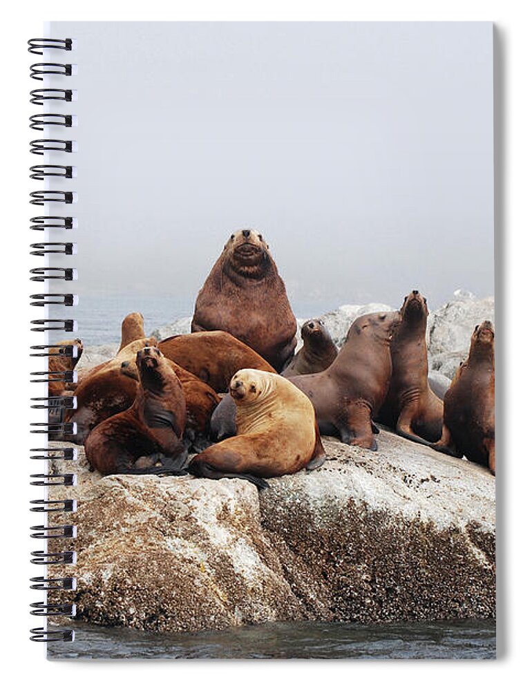 Sea Lion Spiral Notebook featuring the photograph Jabba The Hut by Michael Fiddleman, Fiddography.com