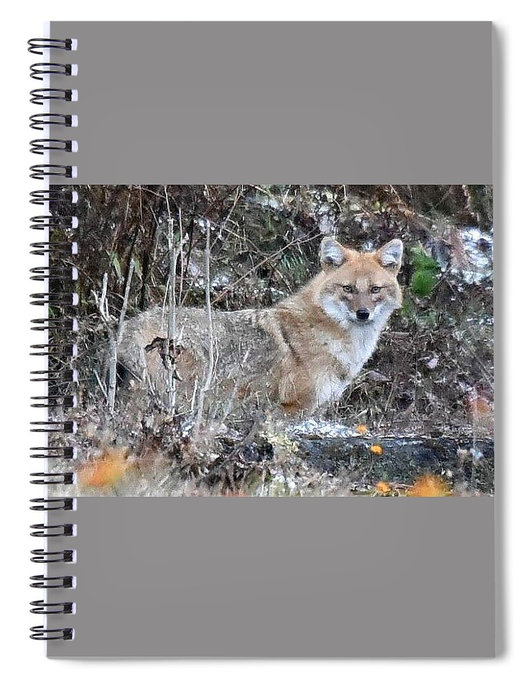 Jackal Spiral Notebook featuring the photograph Jackal in the Indian Jungle - Himalayas by Kim Bemis