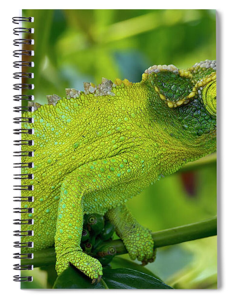 Horned Spiral Notebook featuring the photograph Jackson Chameleon Trioceros Jacksonii by Philip Rosenberg / Design Pics