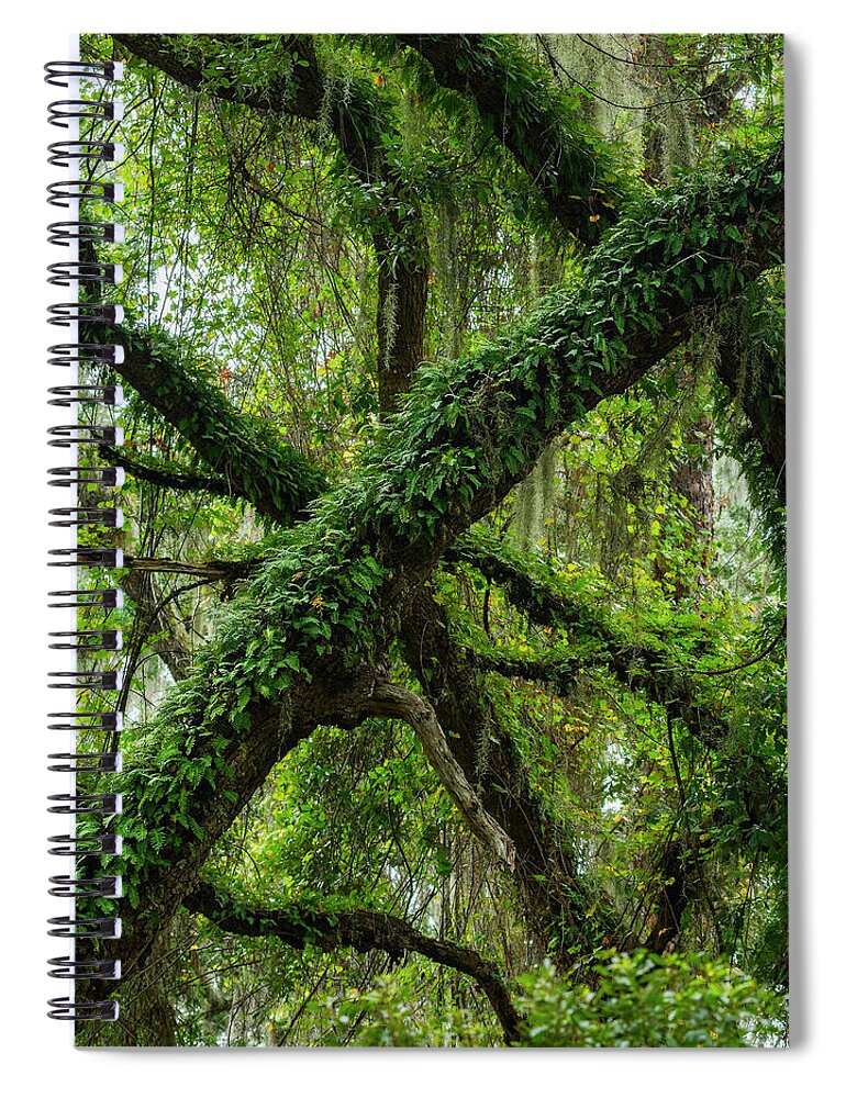 Georgia Spiral Notebook featuring the photograph Jekyll Island Draperies by James Covello