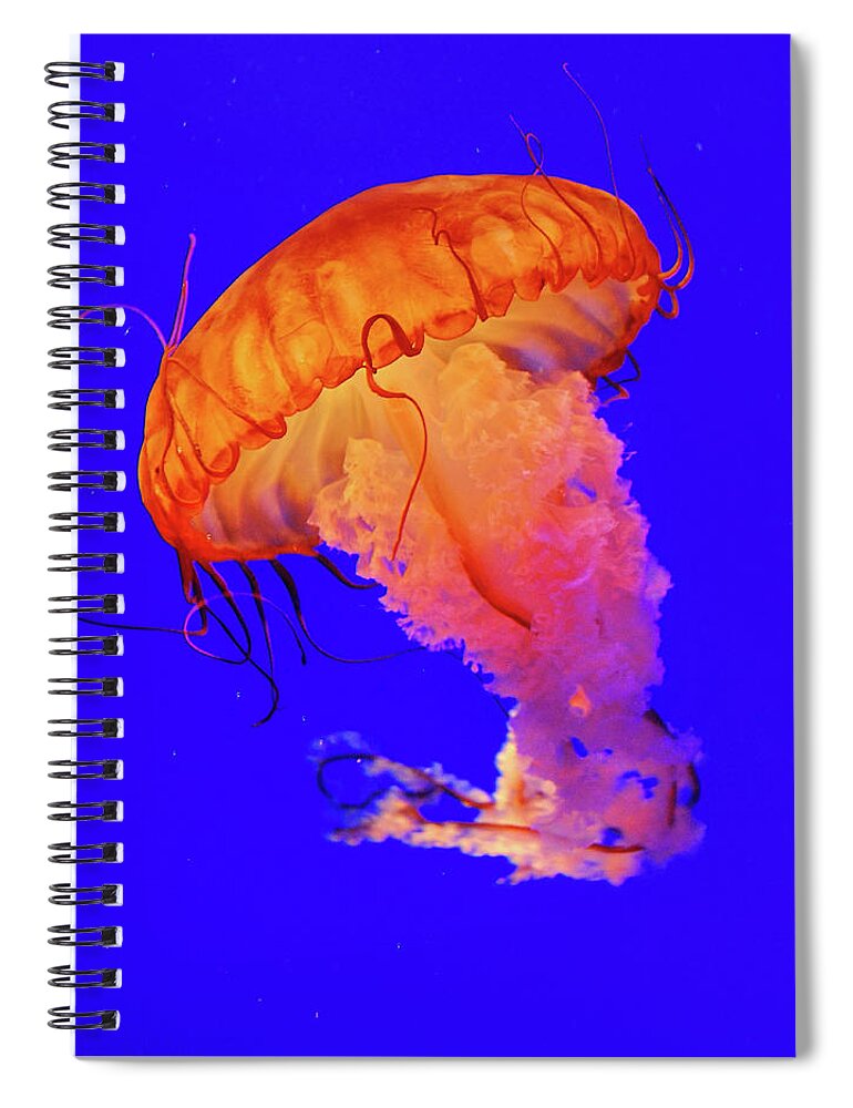 Underwater Spiral Notebook featuring the photograph Jelly Fish by Davidhuiphoto