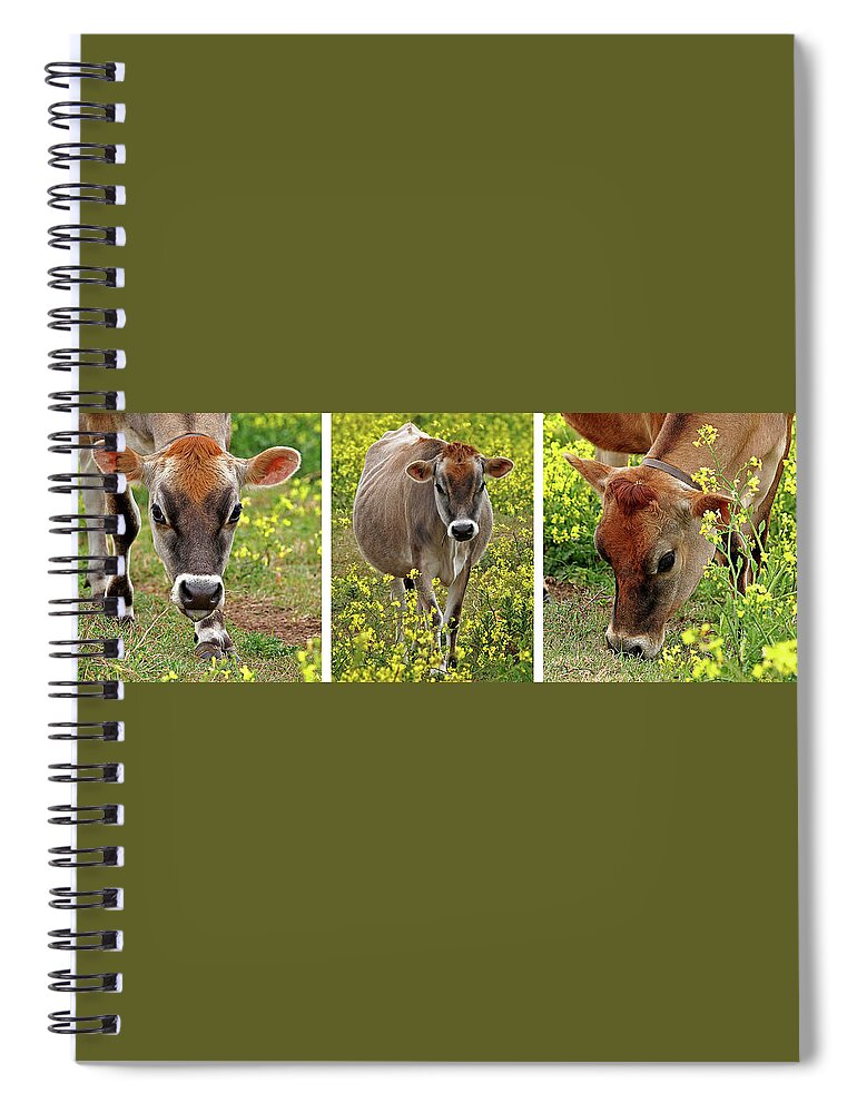 Jersey Cow Spiral Notebook featuring the photograph Jersey Fields of Gold by Gill Billington