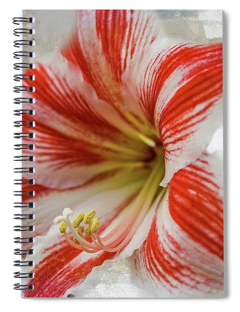 Amaryllis Spiral Notebook featuring the photograph Jersey Lily by Eva Lechner