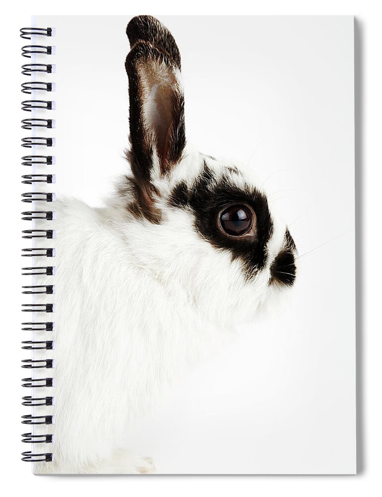 Pets Spiral Notebook featuring the photograph Jersey Wooly Rabbit, Side View, Studio by Martin Harvey