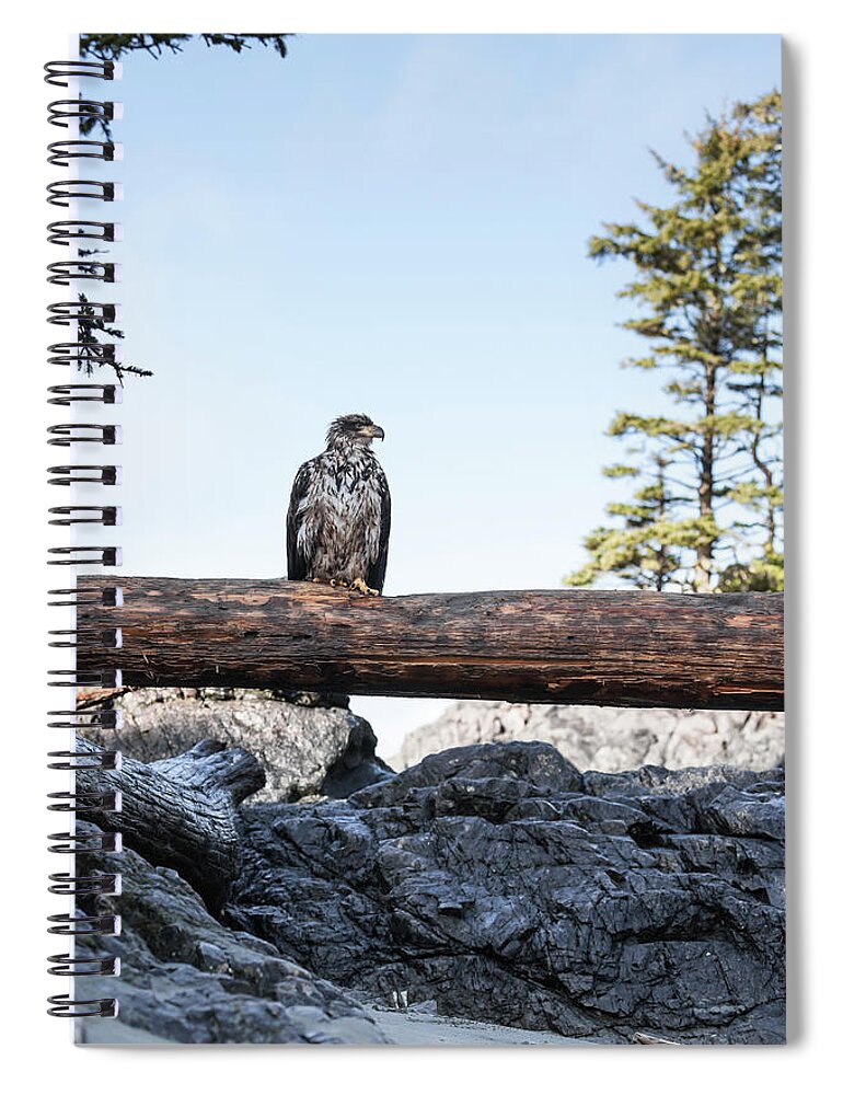 Vancouver Island Spiral Notebook featuring the photograph Juvenile Bald Eagle Perching On Beached by Steven Errico