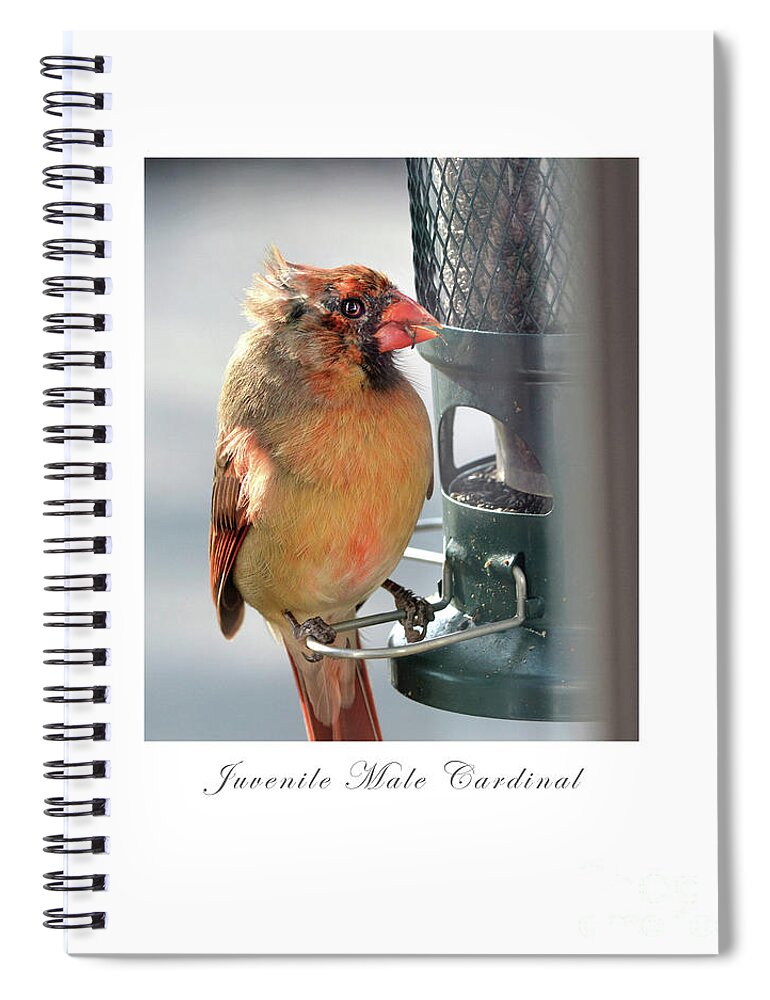 Bird Spiral Notebook featuring the photograph Juvenile Cardinal by Dianne Morgado