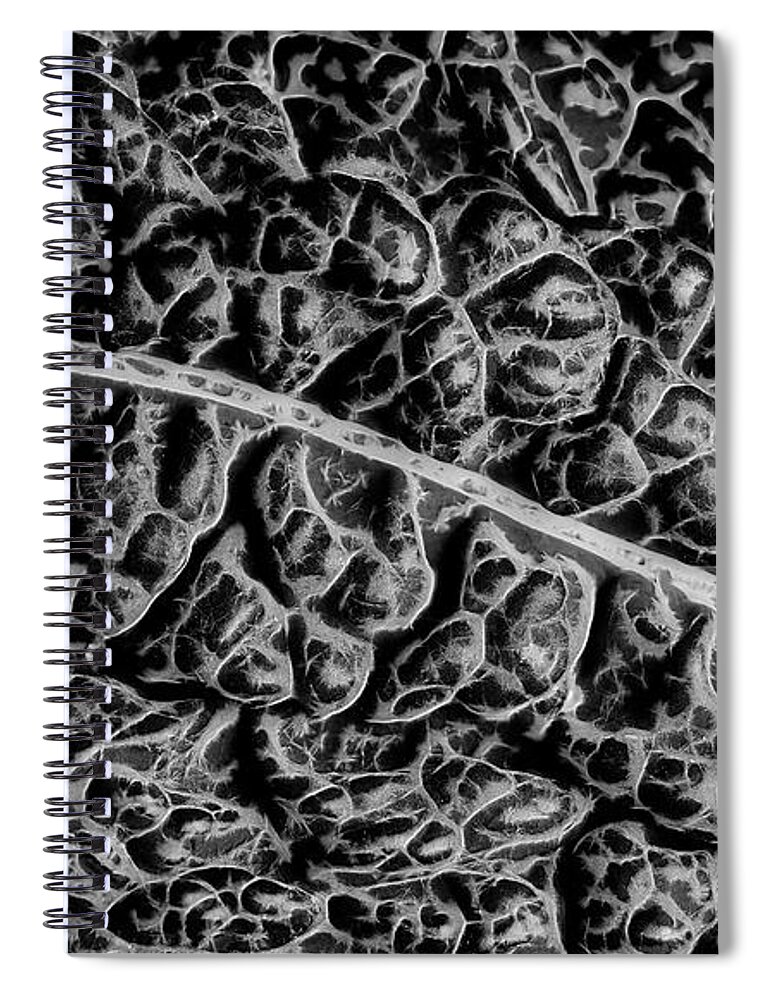 Kale Spiral Notebook featuring the photograph Kale leaf in black and white by Alessandra RC